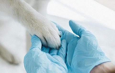 Лапка собаки у руках доктора