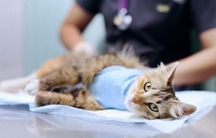 Кота готують до операції