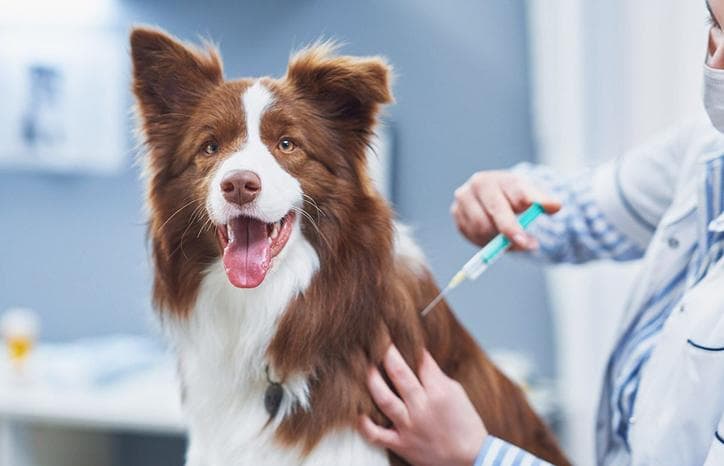 Собаці роблять вакцинацію
