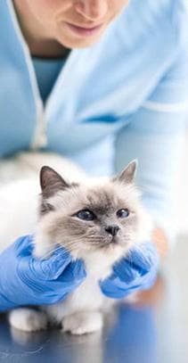 Доктор оглядає кота