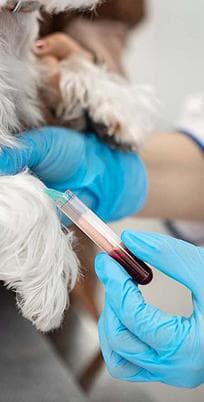 Беруть аналіз крові у колбу