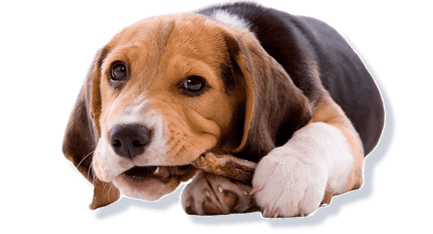 Собака їсть смаколик