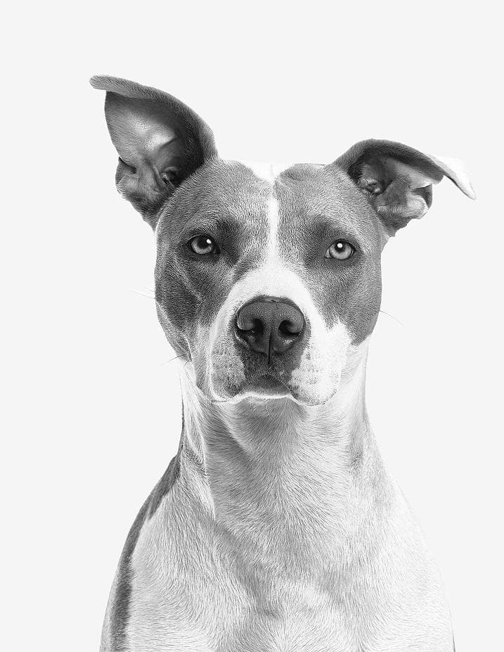 Собака в плямах