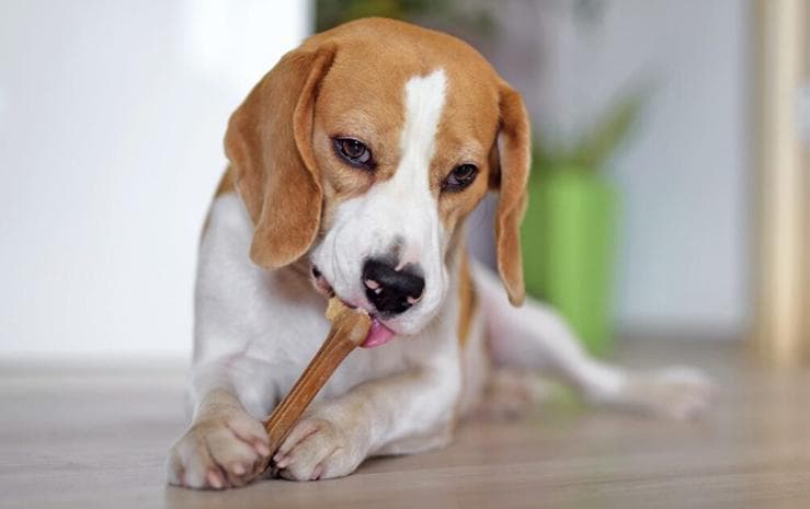 Собака їсть смаколик