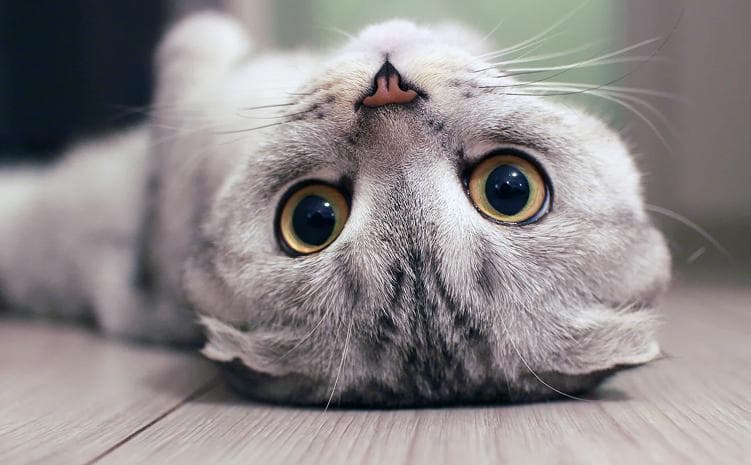 Кіт лежить на спині